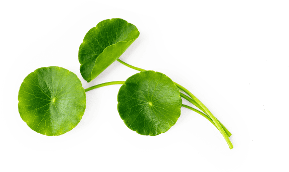 Extracto de centella asiática